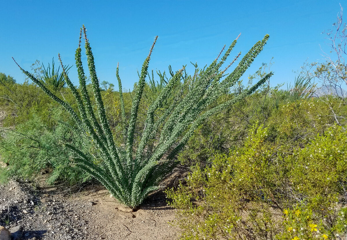 Ocotillo after a monsoon storm. Leaves will be gon...