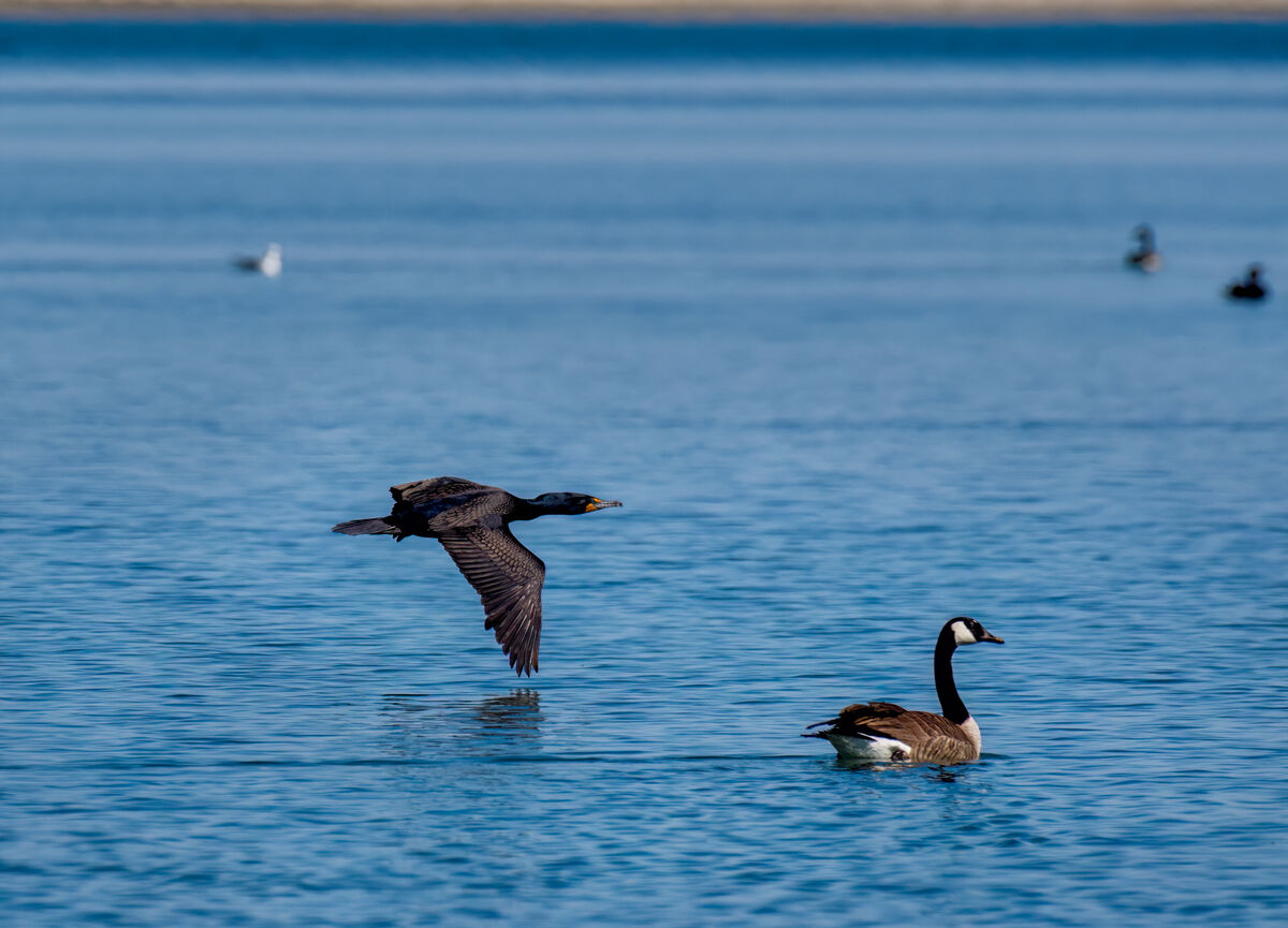 Double Crested Cormorant and Canada Geese...