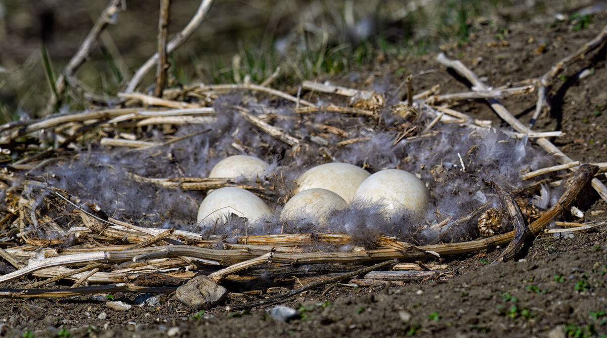 Goose nest...