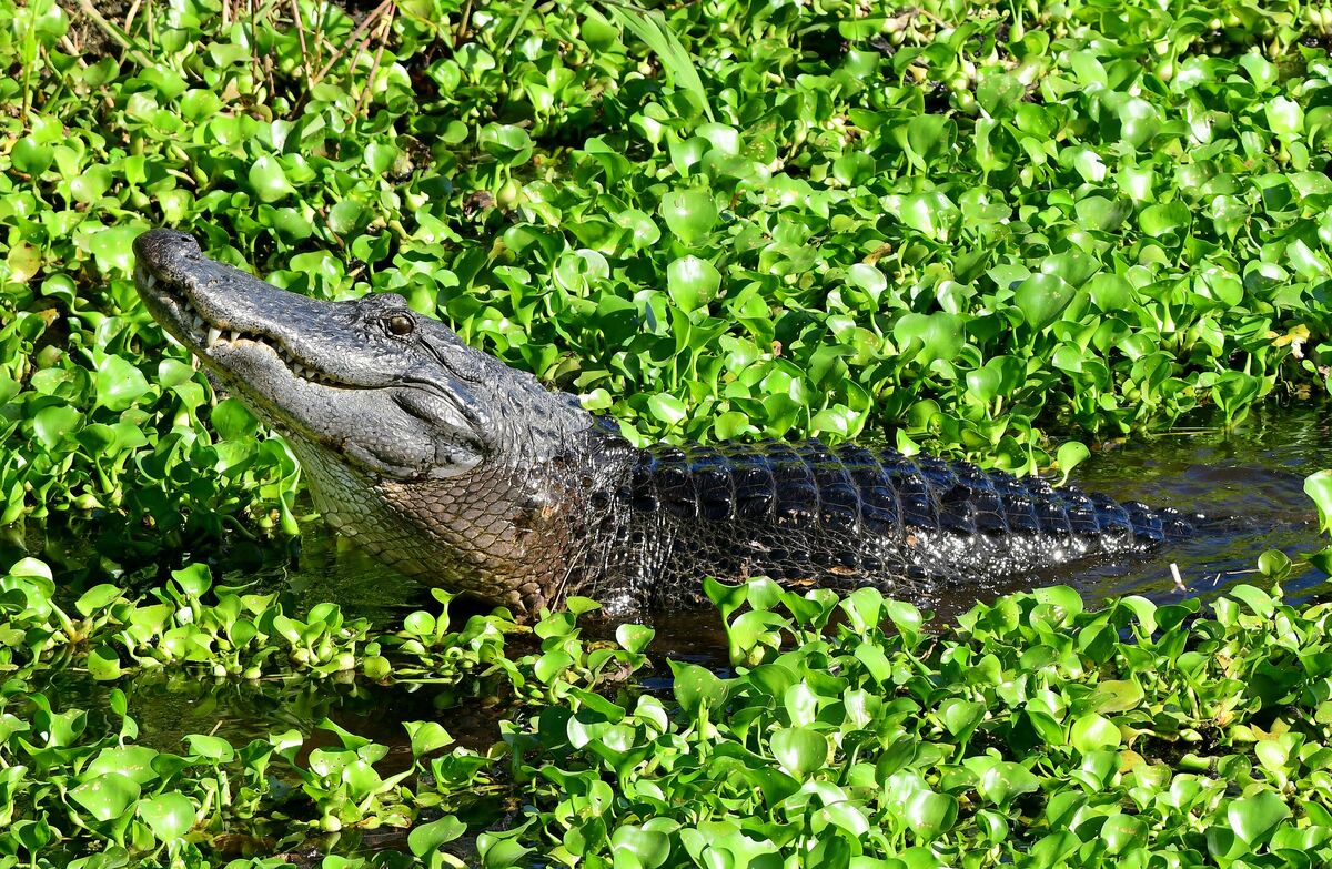 Bellowing Gator Lake Apopka: Male Gators 