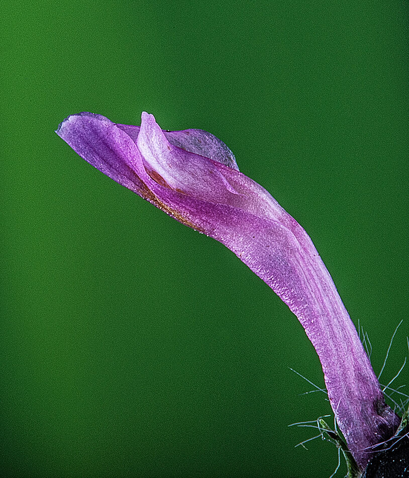Sharpner Flower Clover flower The End: One of the flowerets 200mm f4 macro with 49.5mm ...