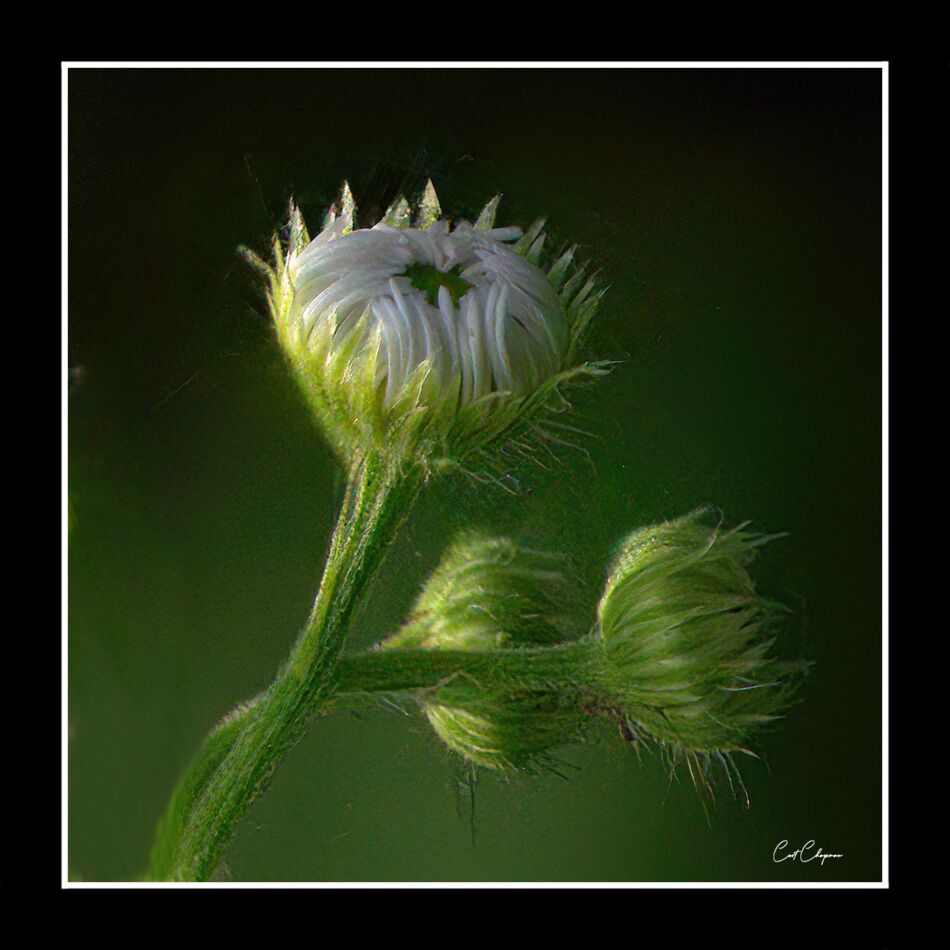 flowers-some-flowers-that-caught-my-attention