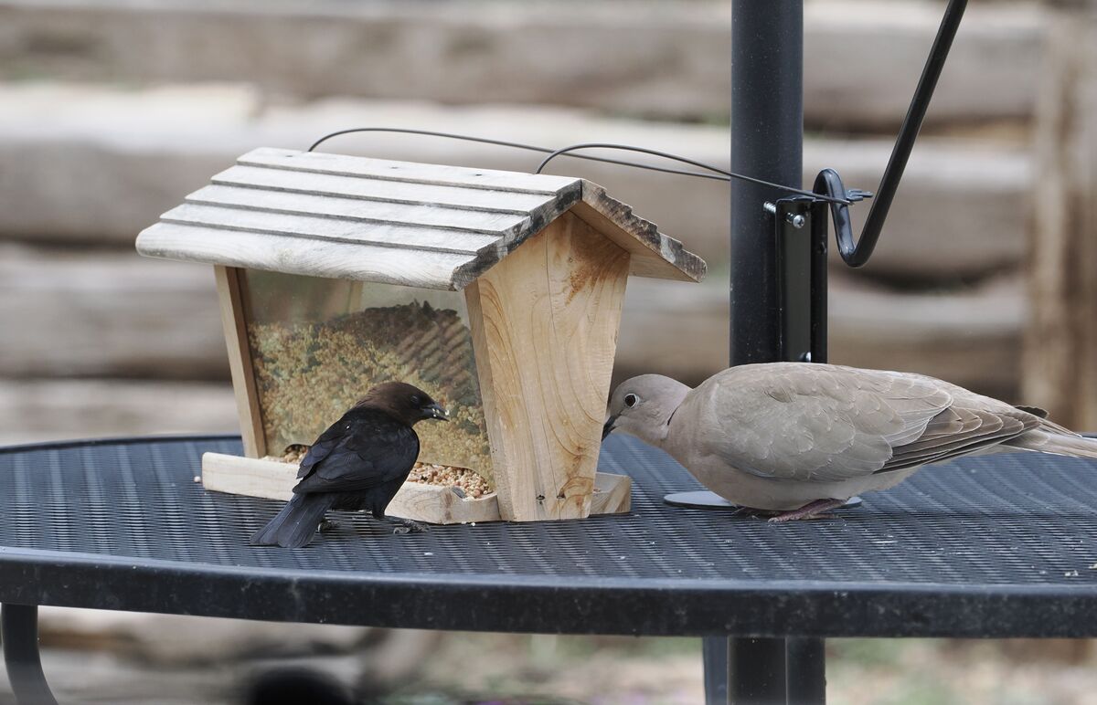 Cowbird and ring neck dove...