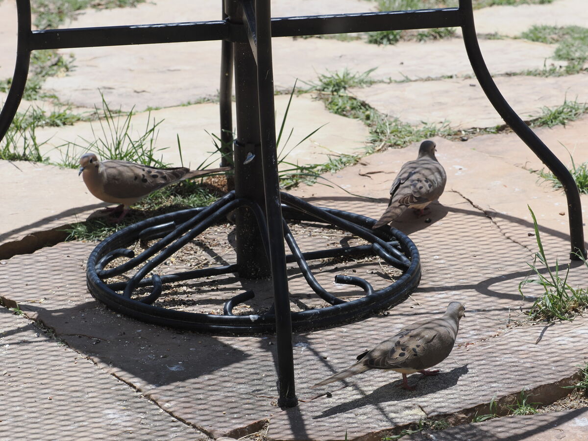 3 mourning doves...