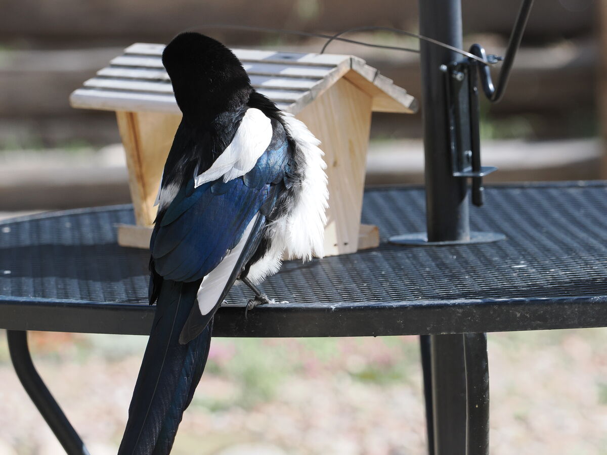 Wind blowing magpie's feathers...