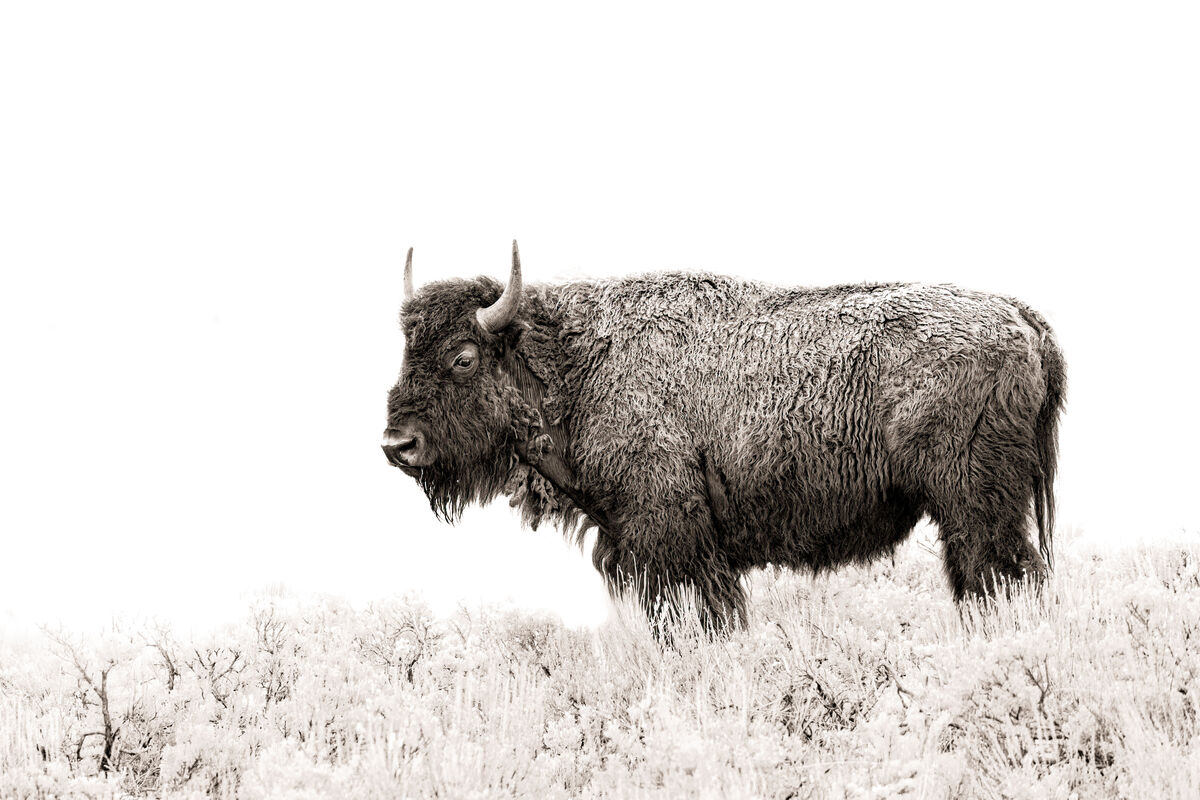 Love bison in B&W!...