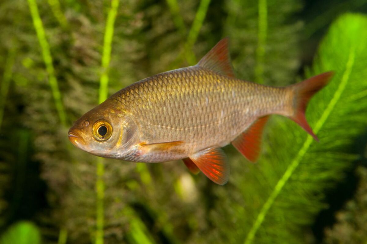 Ring The ‘Fish Doorbell’ To Help Fish Migrate In The Netherlands BY ...