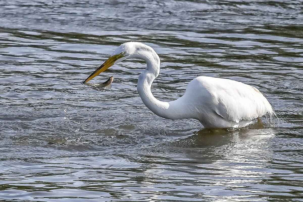 Great Egret with Fish...