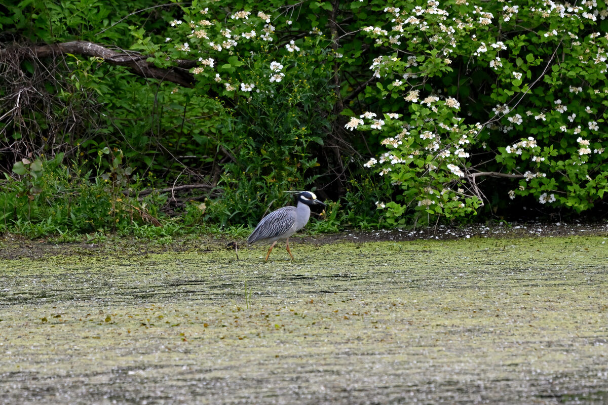 Gold-crowned Night Heron rare visitor to Southern ...
