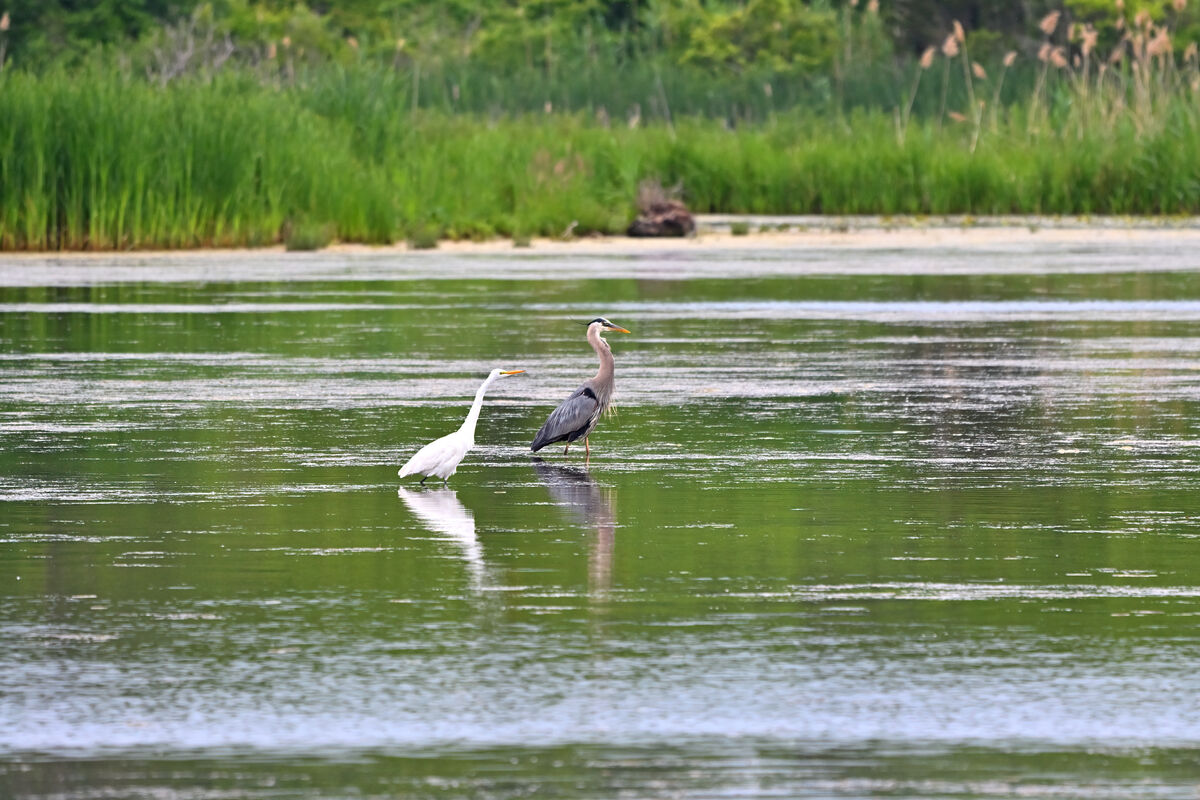 Great Egret and Great Blue Heron out for a Sunday ...