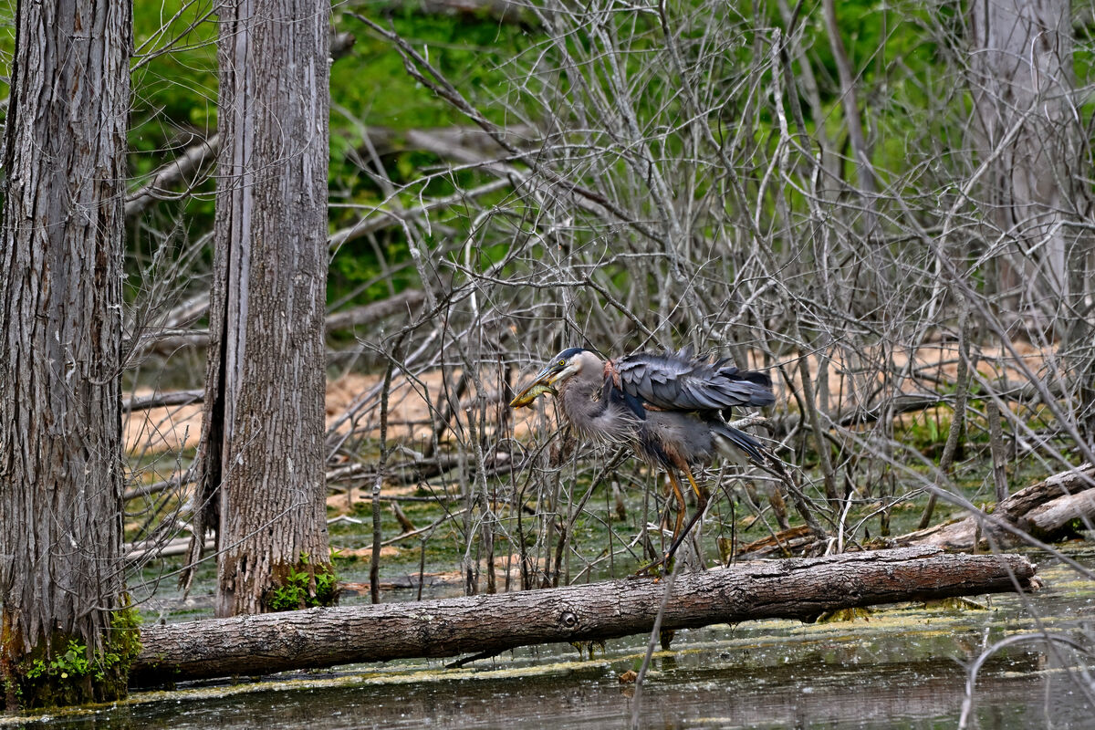 Great Blue Heron proudly displaying it's catch aft...