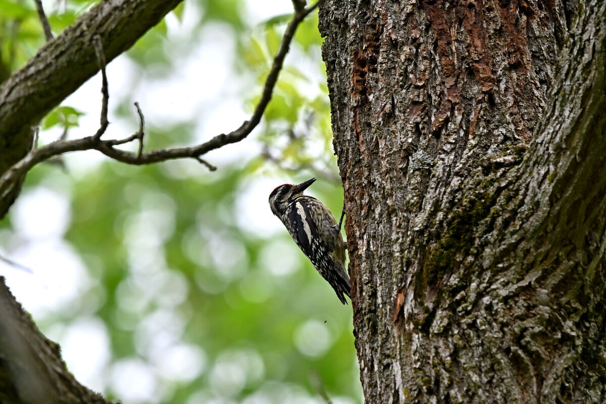 Yellow-bellied Sapsucker at a feeding hole...