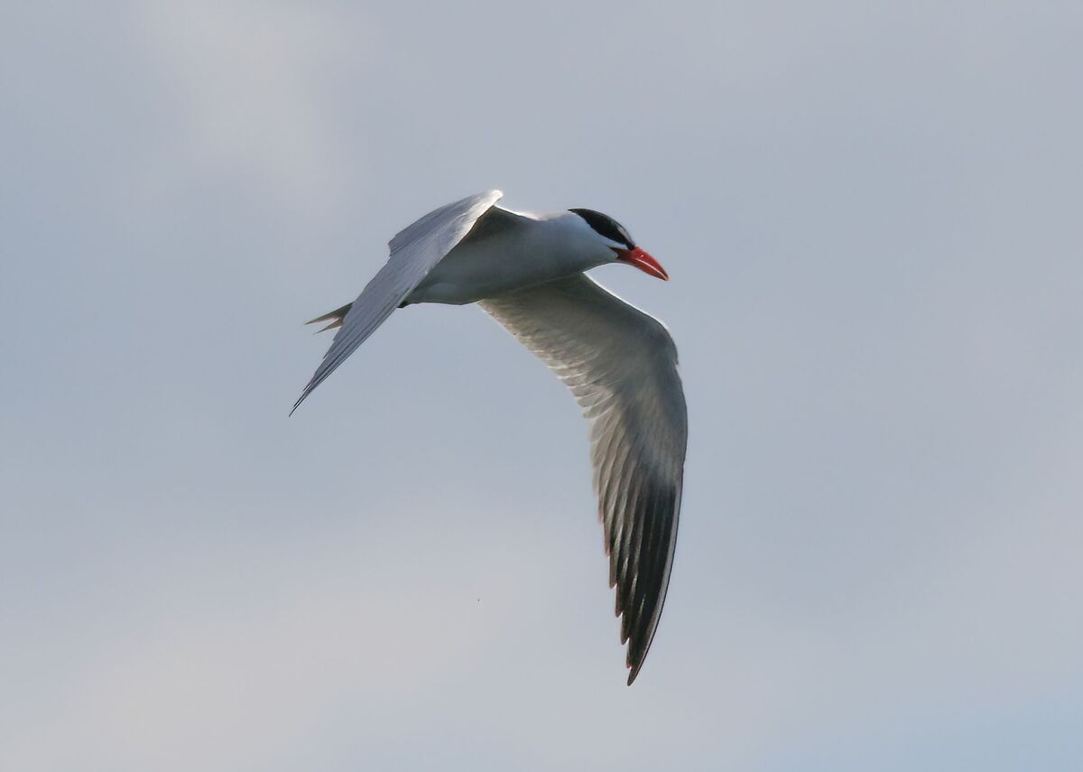 Caspian Tern: These are related to the gulls that we have flying around ...