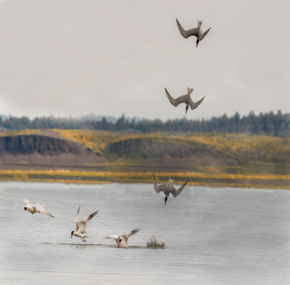 Tern diving sequence - composite of 7 photo's. Fir...