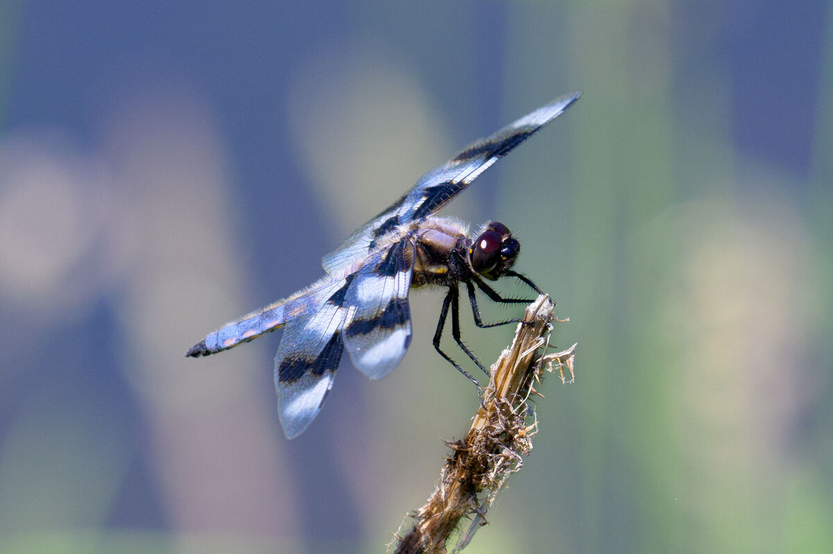 Eight-spotted Skimmer...