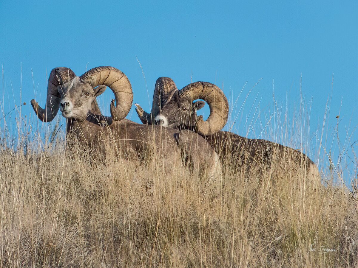Two Bighorn Rams on Hungry Horse Island: I had to take a boat ride to ...