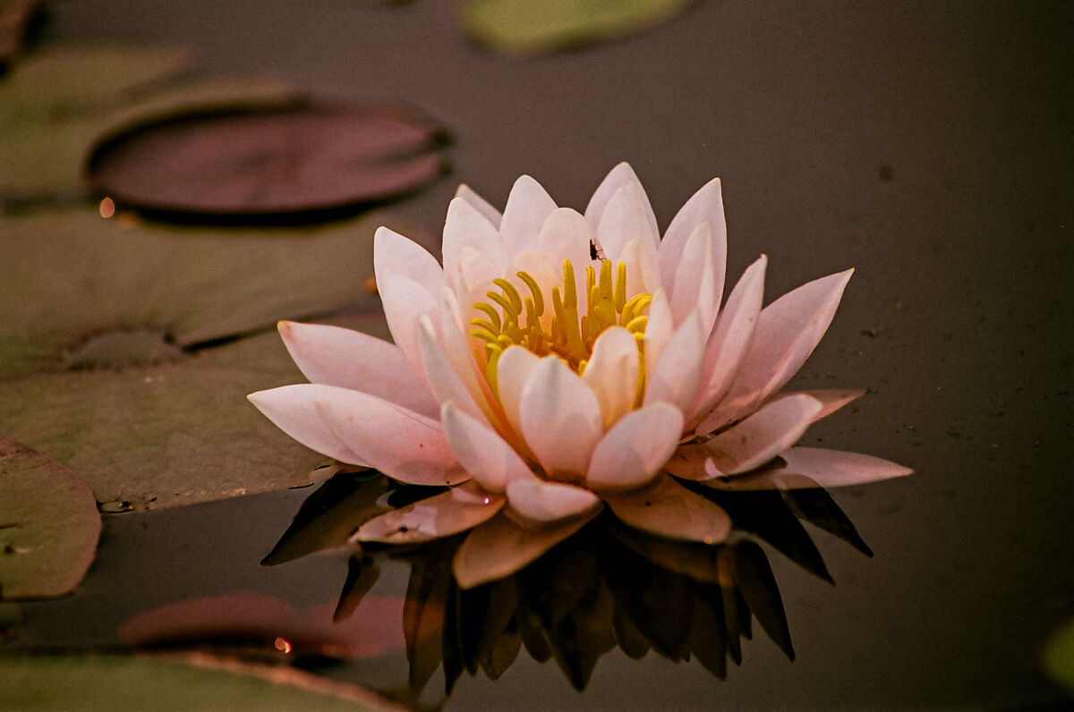 Fragrant Water Lily...