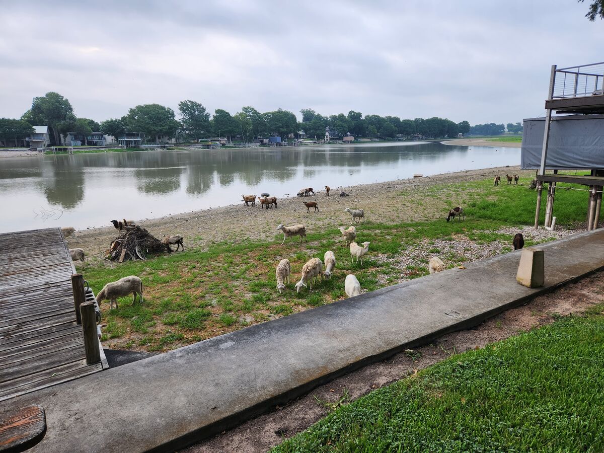 The Goat Ranch Formerly Known As Lake McQueeney.. I live on Lake
