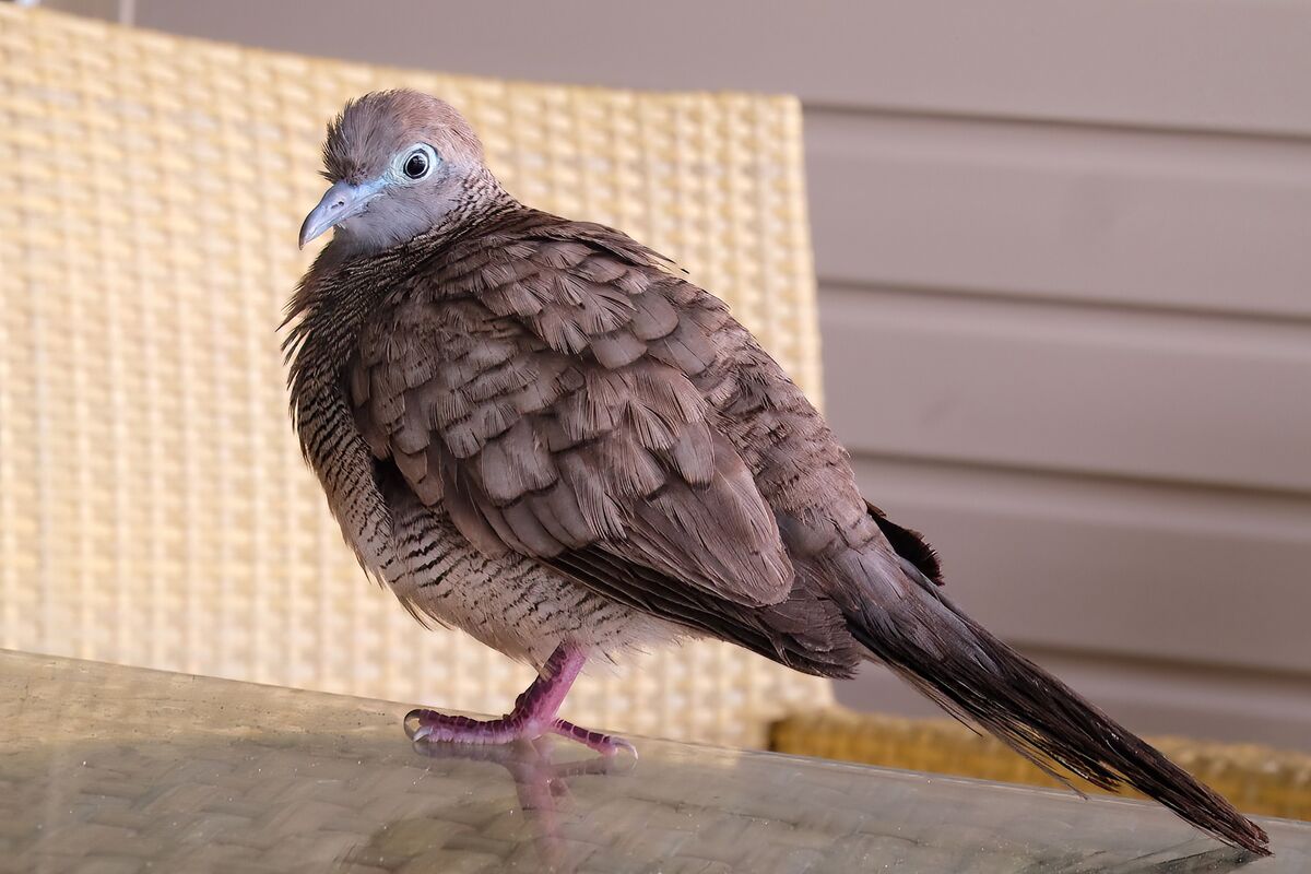 Zebra Dove The locals in Hawai'i that know, seem to hate the beautiful