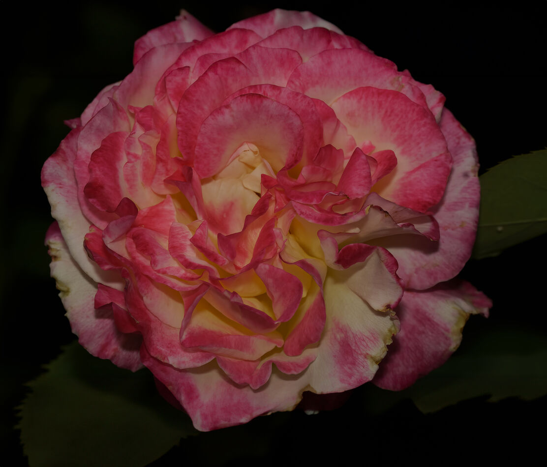 Rose repaired with Generative AI...
