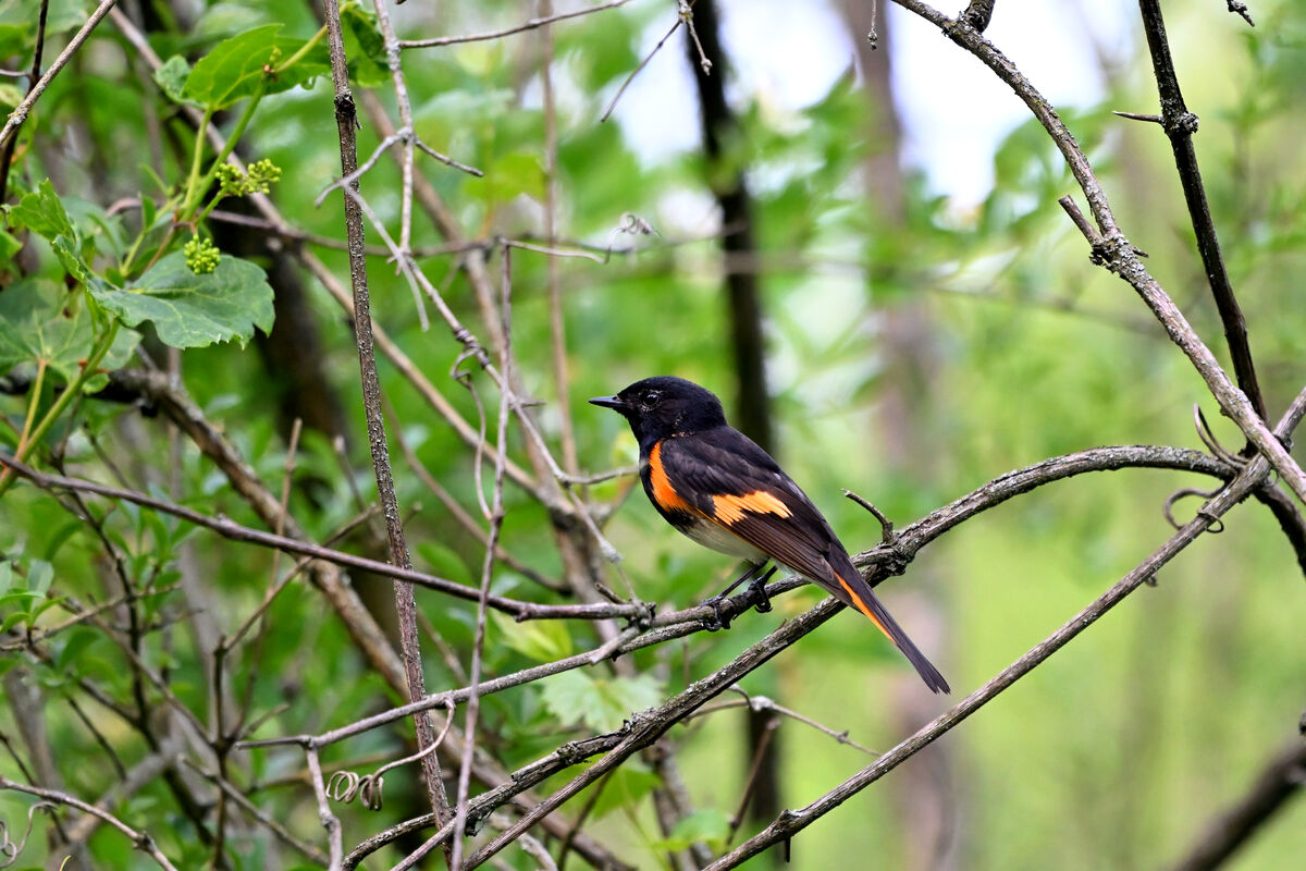 American Redstart actually came out of the thicket...