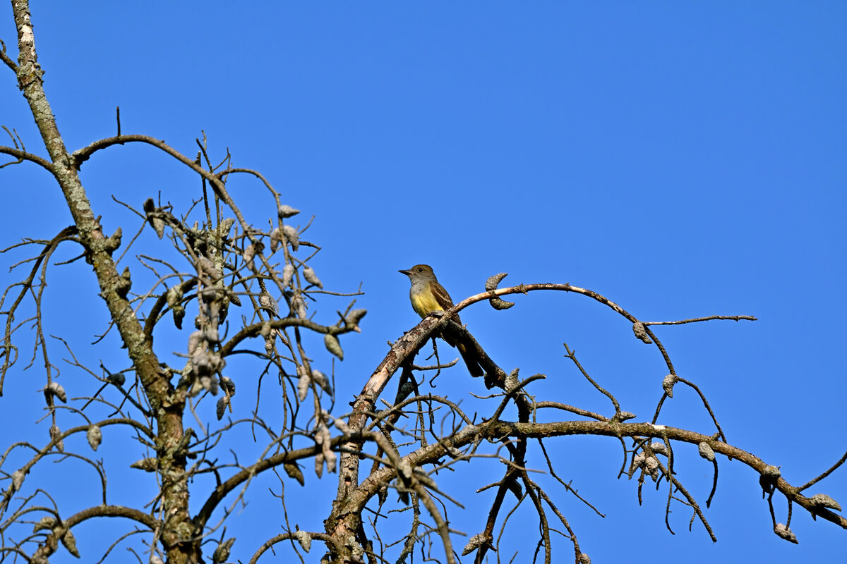 Great-crested Flycatcher at the top of a pine in t...