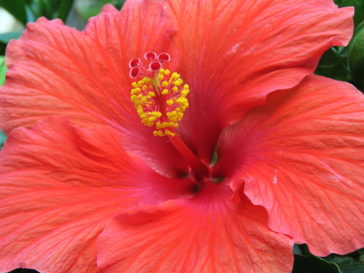he loves this hibiscus, and  sometimes sees a humm...