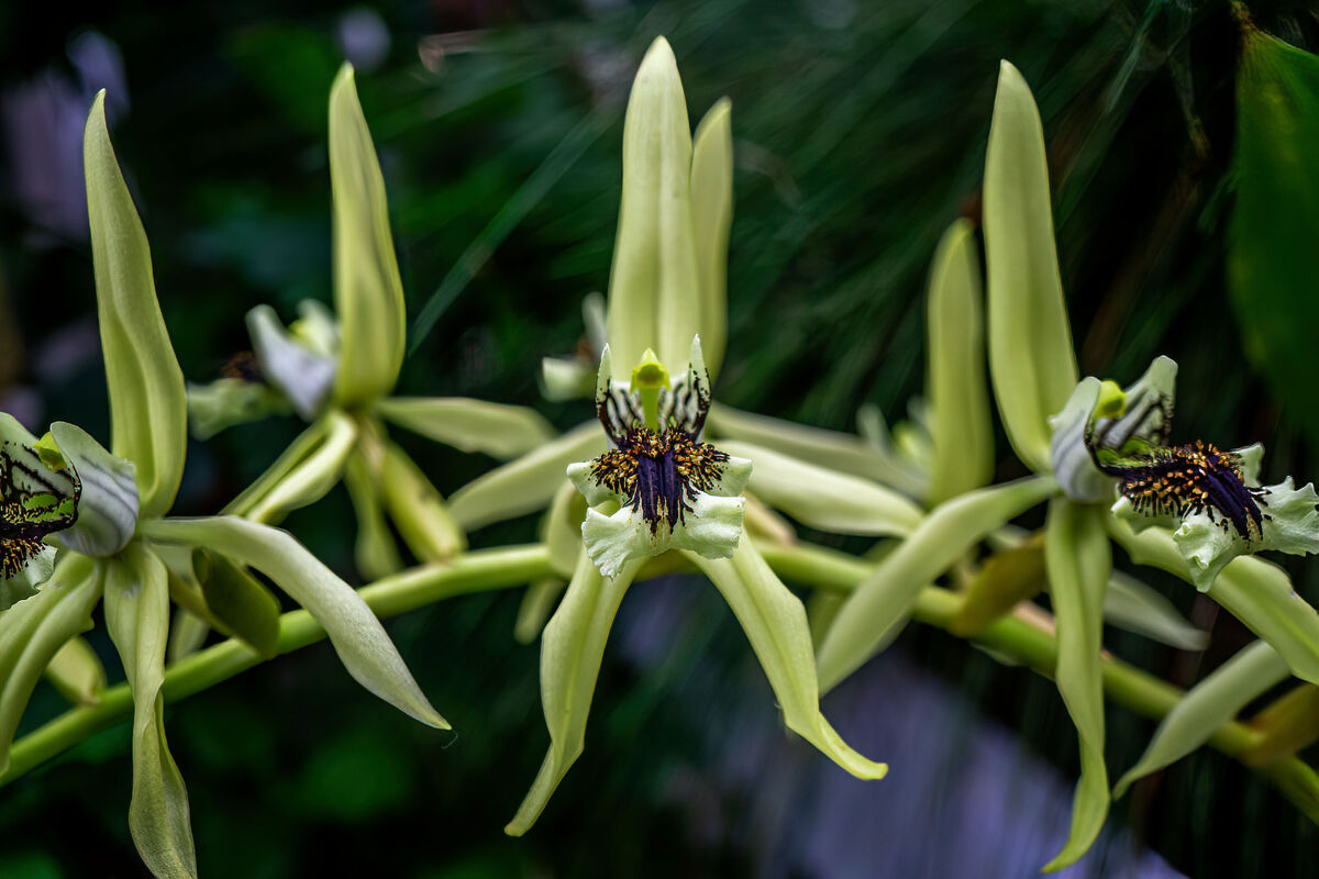 coelogyne pandurata orchid...