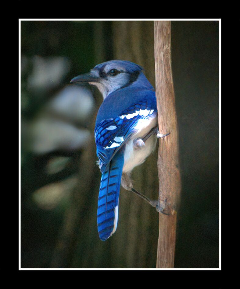 Flowers & Bird: Flowers & Bluejay...