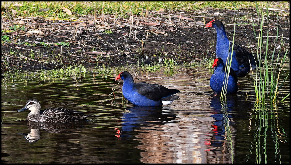 Pacific Black Duck & some Purple Swamp Hens....