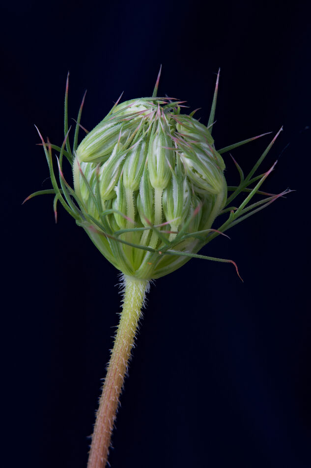 Queen Anne's Lace "Bud"...
