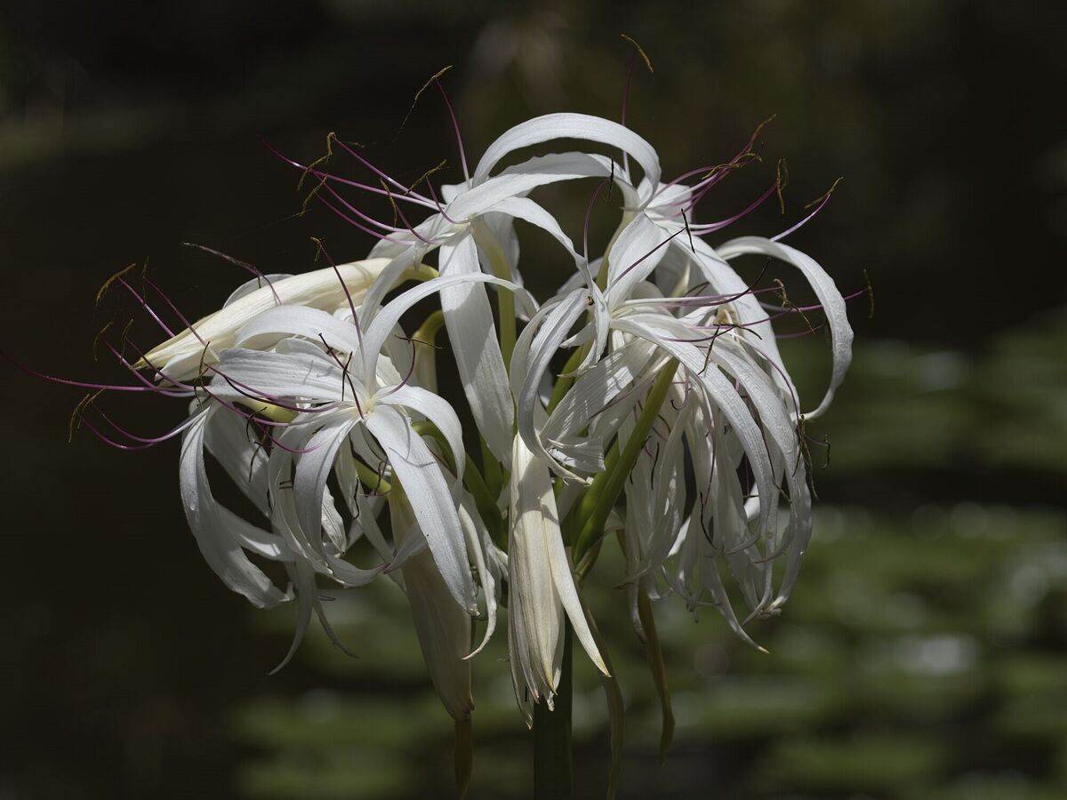 Spider Lily...