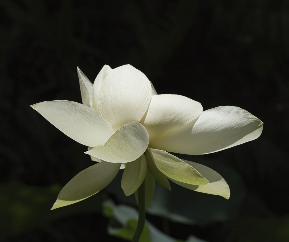 Lotus Flower...