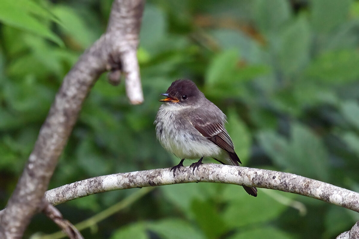 Eastern phoebe Dix park (temporary home of the Painted bunting sm01