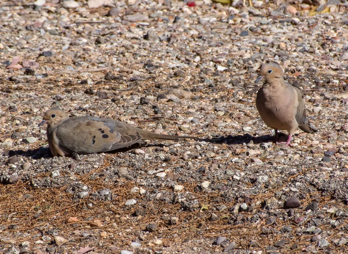 Mourning Doves...