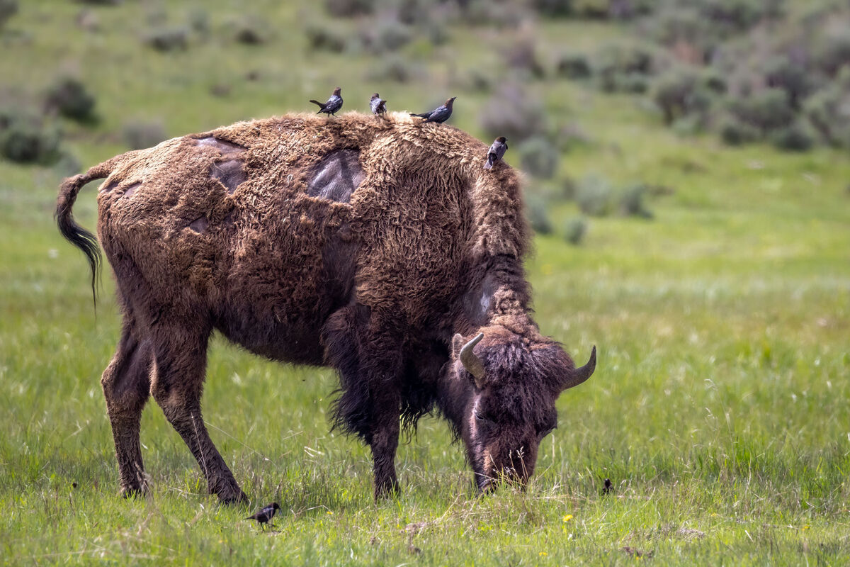 A bison bird entourage!...