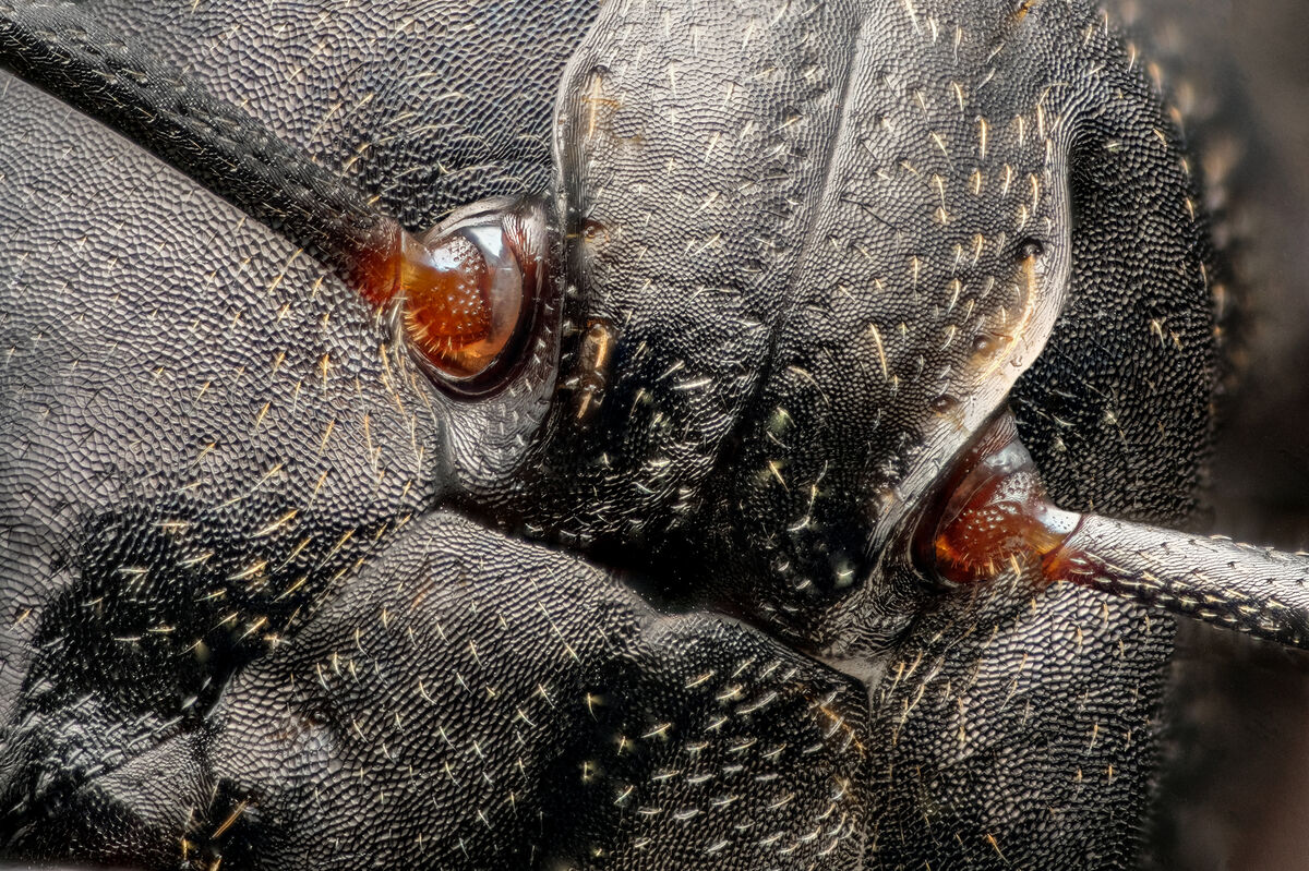 Focused Stacked Image of Antennas This is a focused stacked image of a