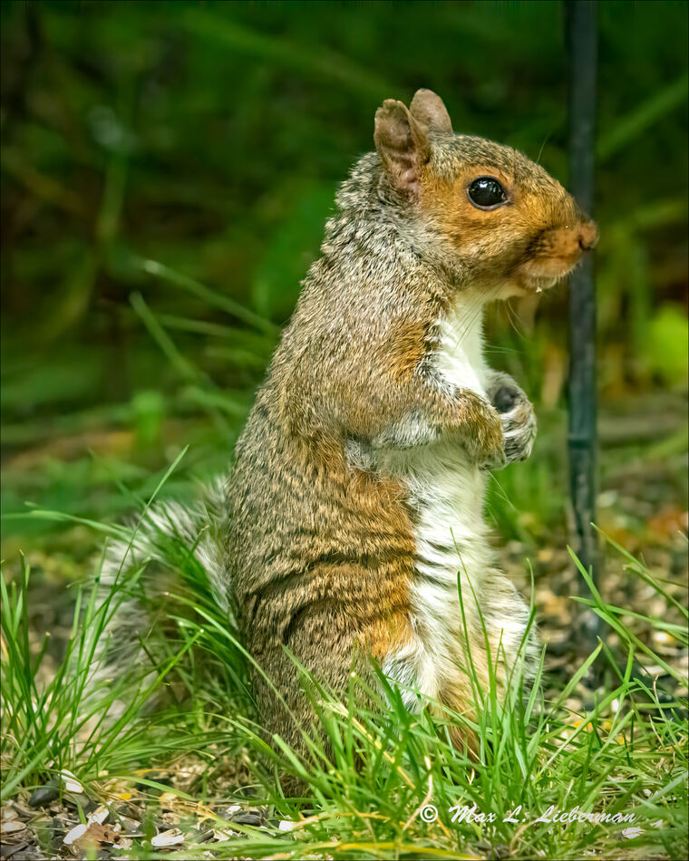 Squirrels: The squirrels love to pose.