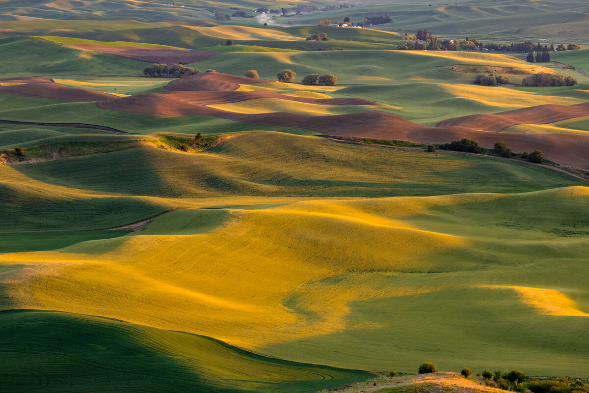 Sunset on The Palouse.  Light and shadows.  Warm a...