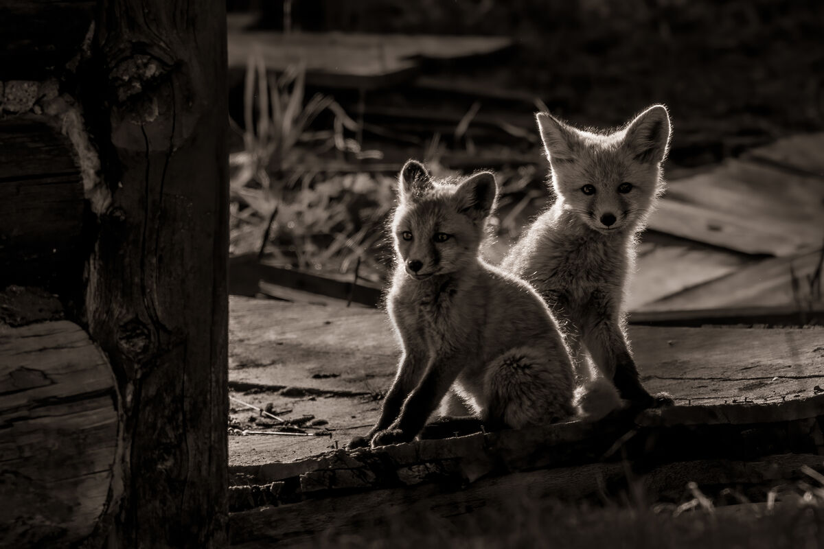 2 cute fox kits by an old building at the end of t...