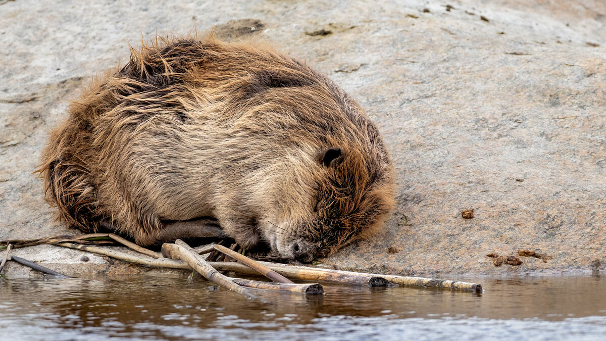 Yes, it is a young beaver sleeping on a rock.  You...