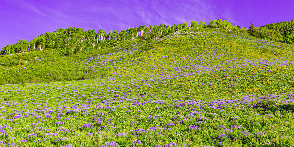 The lupines are in bloom not far away....