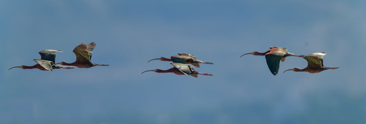 More ibis...