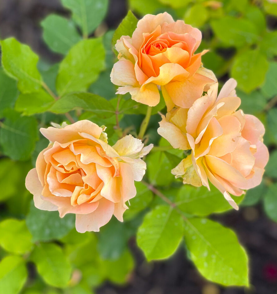 Pass Along Roses Rose walk: Various homes along our dog walk had roses in beautiful ...