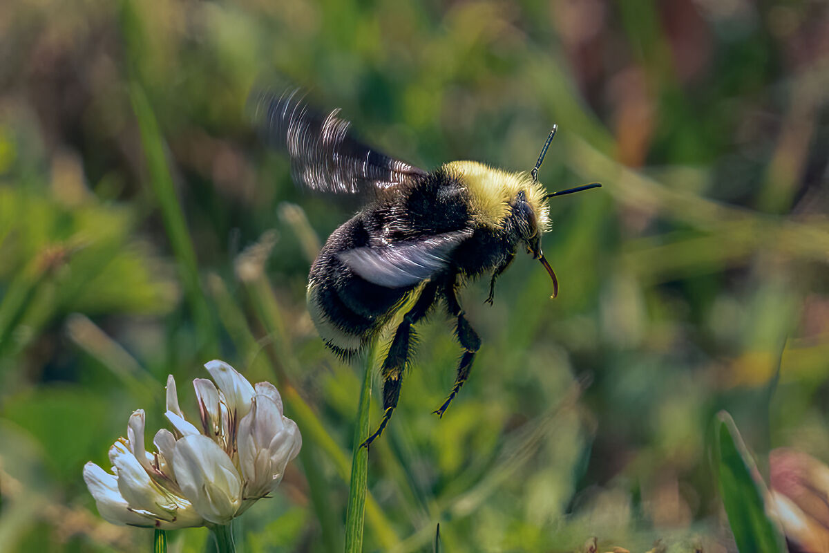 Bumblebee...