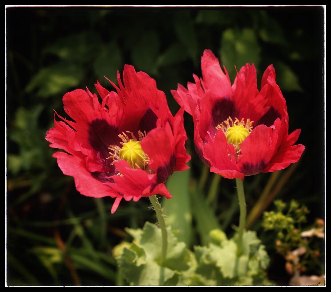 Tiny Tulips...