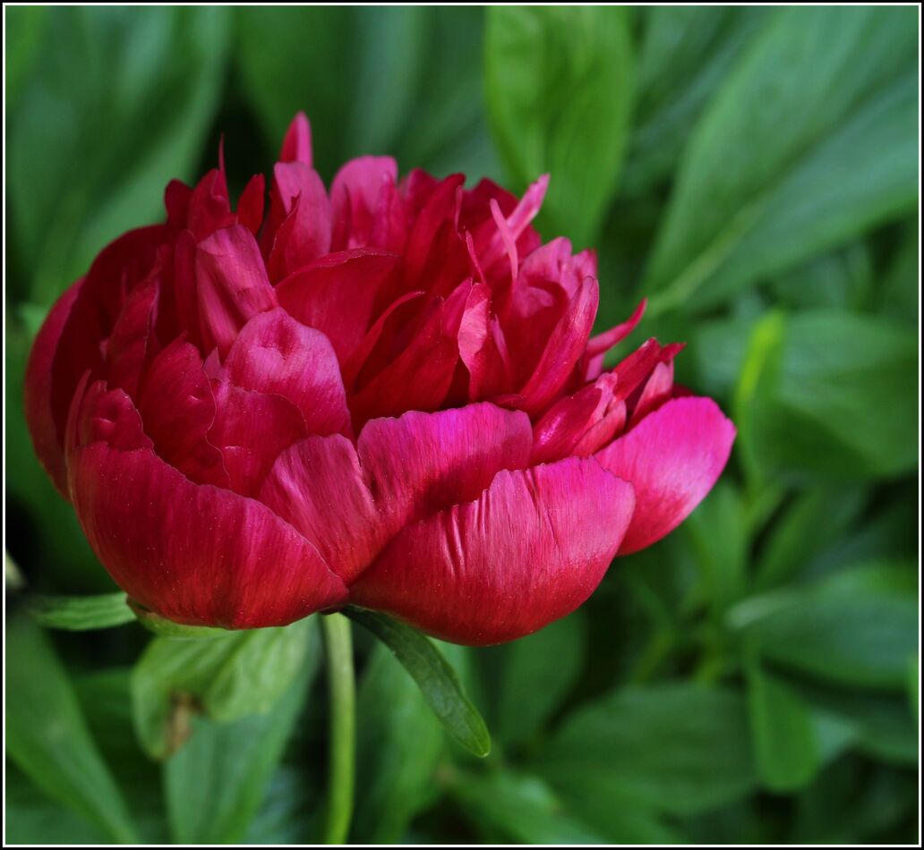 Another Peony...