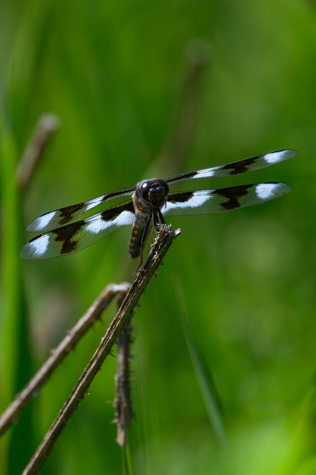 male eight spotted skimmer...