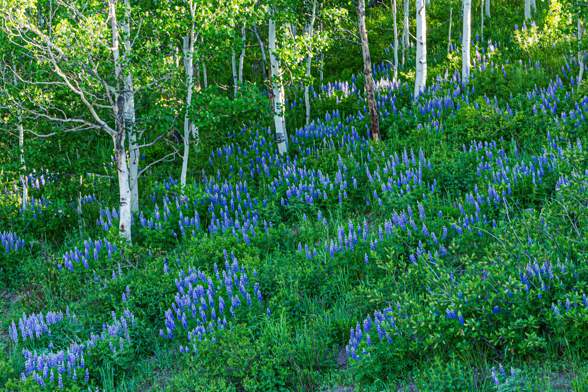 More Lupines...