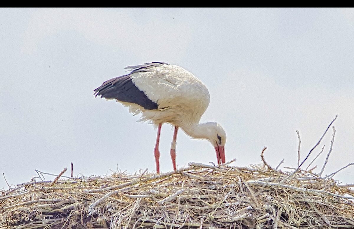Stork nest...